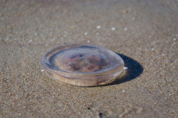 Meduza w piasku © Andrzej