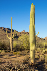 Tall Young Saguaro Cactus in Evening Light