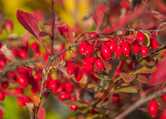 Cornus fruit .Dogwood berries are hanging on a branch of dogwood tree. Cornel, Cornelian Cherry Dogwood.