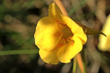 Fototapeta premium Hellgelbe Blüte einer Kapuzinerkresse (Tropaeolum majus) 