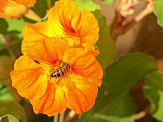 Honigbiene an oranger Blüte einer Kapuzinerkresse
