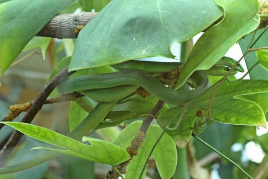 Paar der Rauen Grasnatter (Opheodrys aestivus) bei der Balz 

