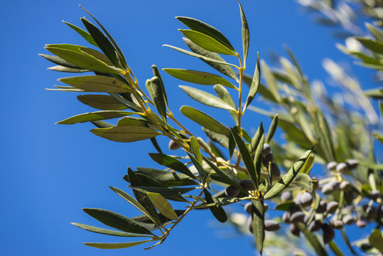 Tree, bush with growing, ripening olives