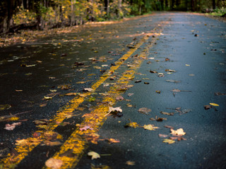 autumn leaves on road