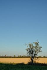 Obraz premium einsamer Baum in der Landschaft