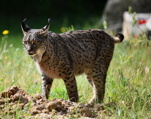 lince
