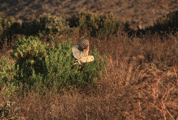 Barn Owl