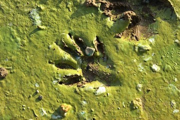 Waschbärfährte am Ufer des Edersees 
