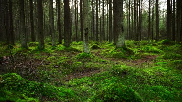 Dolly shot of pine forest ground covered with a dense layer of moss