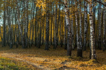 Fall season in a birchwood