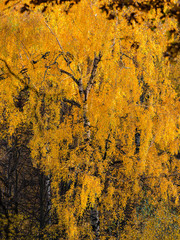 Fall season in a birchwood