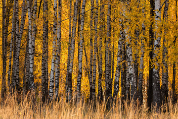 Fototapeta premium Fall season in a birchwood