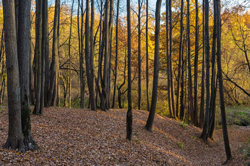 Colors of  autumn  in the wood