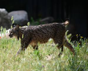 lince iberico