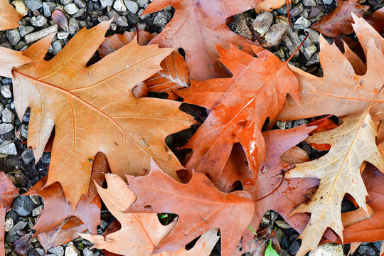 Bl&auml;tter liegen im Herbst auf dem Boden
