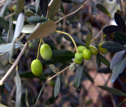Olives hanging fresh from a tree branch