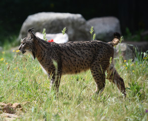 Obraz premium lince