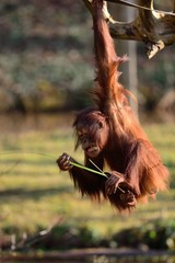 Bornean orangutan (pongo pygmaeus) © tom