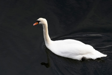 Swan bright white feathers swimming in Black Sea water uk
