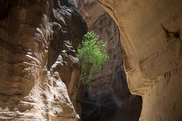 Petra landscape