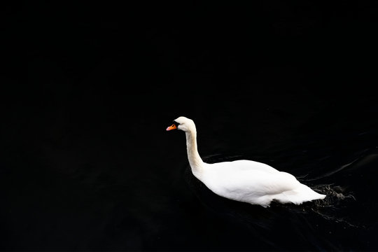 Swan bright white feathers swimming in Black Sea water