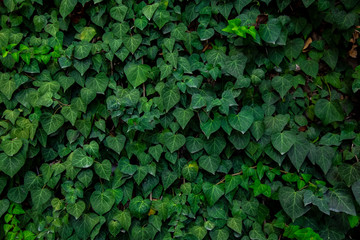 wall of green leaves
