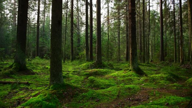 Dolly shot of pine forest ground covered with a dense layer of moss