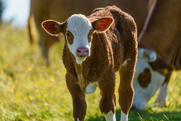 Cows on a meadow in Alps Austria. Schockl mountain above Graz place to visit