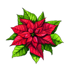 Vector illustration of poinsettia (christmas star) flower. Red and green leaves of winter plant.
