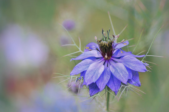 Beautiful closeup of black caraway, isolated on a blurred green garden background
