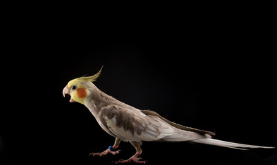 Parrot with Open beak. Angry parrot attacking. isolated on black background