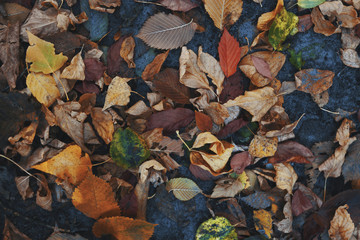 Dry contrast vibrant mixed autumnal leaves. Colorful toned background