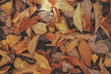 Autumnal foliage orange colors. Soft warm toned