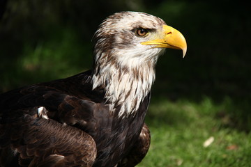 Weißkopfseeadler sitzend, Portrait