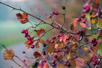 Hagebutten im Herbst