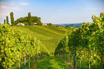 White grape crops in a vineyard during autumn.