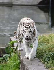 white tiger