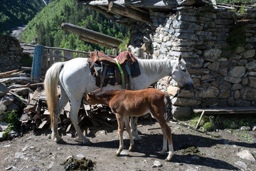 Horses in Adishi village in Svaneti, Georgia