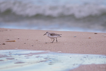 Correlimos tridáctilo en la Playa del Saler, Valencia