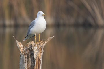 Gaviota patiamarilla, Estany d´Ivars