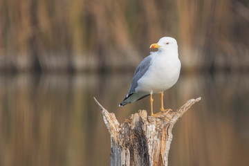 Gaviota patiamarilla, Estany d´Ivars