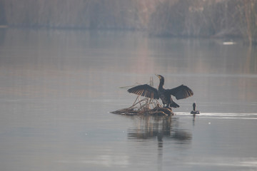 Cormorán en Estany d´Ivars i Vila-sana, Lleida