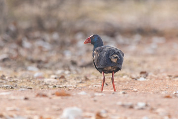 Calomón común en Estany d´Ivars i Vila-sana, Lleida