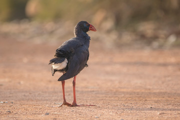 Calomón común en Estany d´Ivars i Vila-sana, Lleida