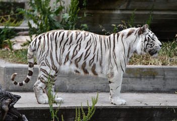 white tiger