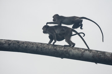 Borneo Monkey