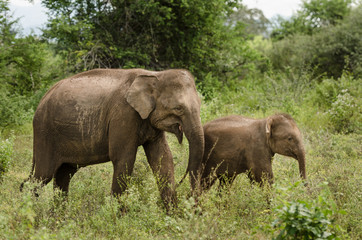 Naklejka na ściany i meble elephant in Udawalawe park