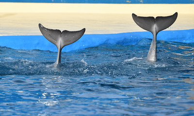 Fototapeta premium delfines