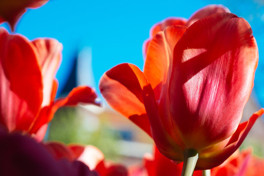 Tulpen