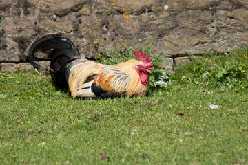 Peacock resting in the grass